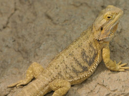 Il drago barbuto 1462 0 il drago barbuto_ok