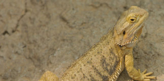 Il drago barbuto 1462 0 il drago barbuto_ok