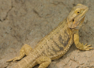 Il drago barbuto 1462 0 il drago barbuto_ok