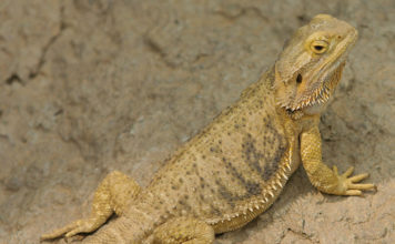 Il drago barbuto 1462 0 il drago barbuto_ok