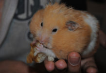 L’alimentazione del criceto 1467 0 Animali – Cura e addestramento – Cibo e integratori 1