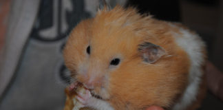 L’alimentazione del criceto 1467 0 Animali – Cura e addestramento – Cibo e integratori 1