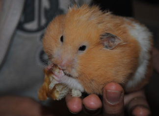 L’alimentazione del criceto 1467 0 Animali – Cura e addestramento – Cibo e integratori 1