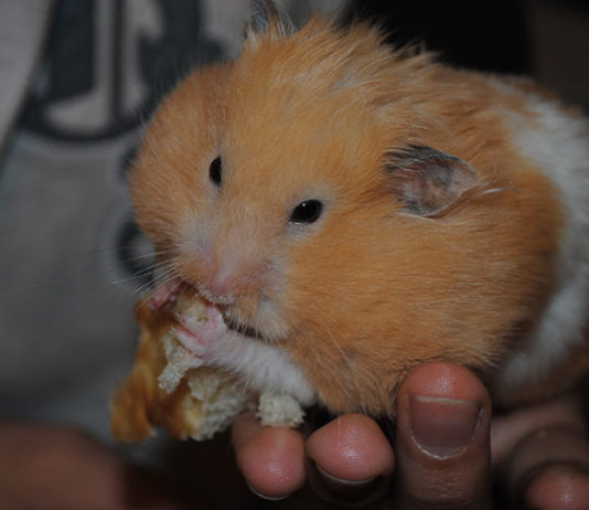 L’alimentazione del criceto 1467 0 Animali – Cura e addestramento – Cibo e integratori 1