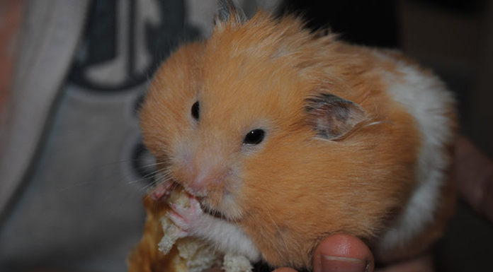 L’alimentazione del criceto 1467 0 Animali – Cura e addestramento – Cibo e integratori 1