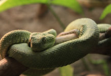 Come pulire la teca del serpente 1469 0 Animali – Cura e addestramento – Pulizia e igiene