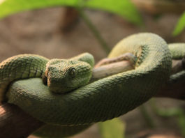 Come pulire la teca del serpente 1469 0 Animali – Cura e addestramento – Pulizia e igiene