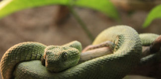 Come pulire la teca del serpente 1469 0 Animali – Cura e addestramento – Pulizia e igiene