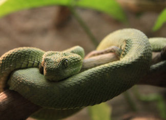 Come pulire la teca del serpente 1469 0 Animali – Cura e addestramento – Pulizia e igiene