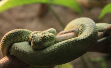 Come pulire la teca del serpente 1469 0 Animali – Cura e addestramento – Pulizia e igiene