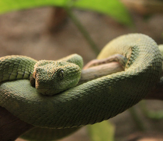 Come pulire la teca del serpente 1469 0 Animali – Cura e addestramento – Pulizia e igiene