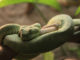 Come pulire la teca del serpente 1469 0 Animali – Cura e addestramento – Pulizia e igiene
