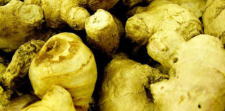 Lo zenzero 1509 0 lo_zenzero_ok