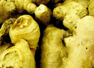 Lo zenzero 1509 0 lo_zenzero_ok