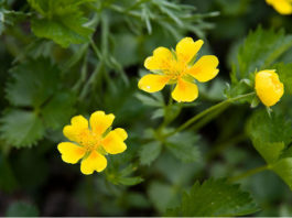 La potentilla 1576 0 la_potentilla