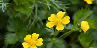 La potentilla 1576 0 la_potentilla
