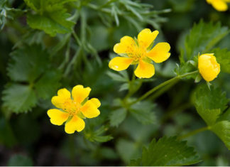 La potentilla 1576 0 la_potentilla