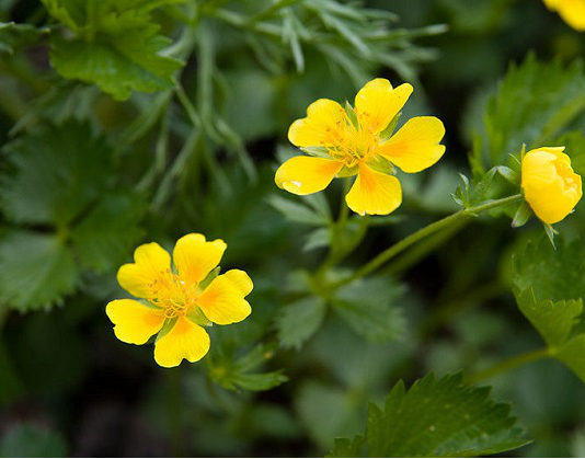 La potentilla 1576 0 la_potentilla