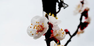 Albicocco nano 1577 0 albicocco_nano