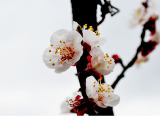 Albicocco nano 1577 0 albicocco_nano