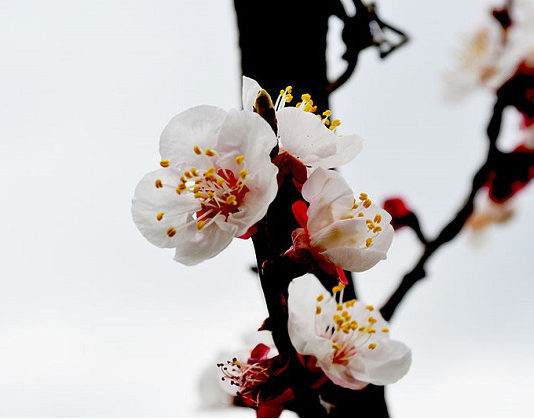 Albicocco nano 1577 0 albicocco_nano