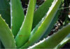 Aloe vera 1578 0 aloe_vera