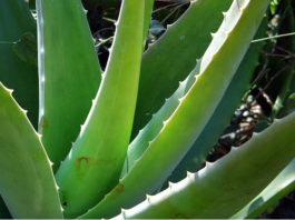 Aloe vera 1578 0 aloe_vera
