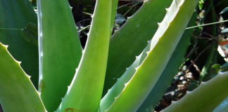 Aloe vera 1578 0 aloe_vera