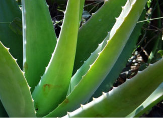 Aloe vera 1578 0 aloe_vera