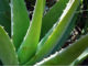 Aloe vera 1578 0 aloe_vera