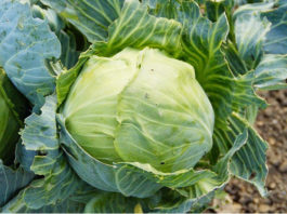 Combattere i parassiti 1579 0 combattere_parassiti