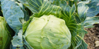 Combattere i parassiti 1579 0 combattere_parassiti