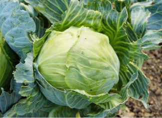 Combattere i parassiti 1579 0 combattere_parassiti