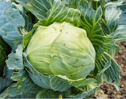 Combattere i parassiti 1579 0 combattere_parassiti