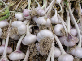 I bulbi da orto 1580 0 i_bulbi_da_orto