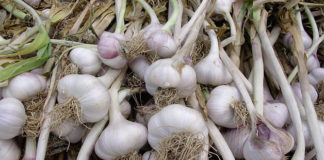 I bulbi da orto 1580 0 i_bulbi_da_orto