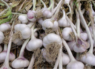 I bulbi da orto 1580 0 i_bulbi_da_orto