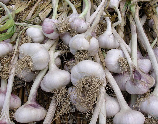 I bulbi da orto 1580 0 i_bulbi_da_orto
