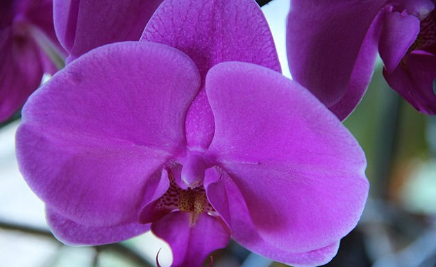 L’Orchidea 1581 0 orchidea