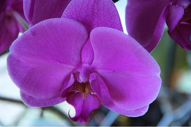 1581 0 orchidea