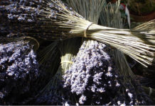 La lavanda 1582 0 la_lavanda