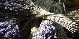 La lavanda 1582 0 la_lavanda