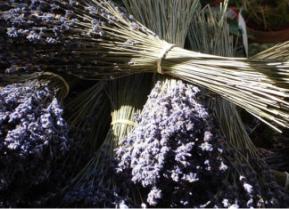 La lavanda 1582 0 la_lavanda