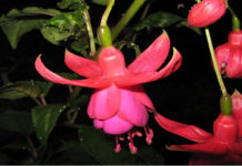 Un balcone verde e fucsia 1584 0 un_balcone_verde_e_fucsia