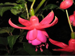 Un balcone verde e fucsia 1584 0 un_balcone_verde_e_fucsia