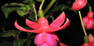 Un balcone verde e fucsia 1584 0 un_balcone_verde_e_fucsia