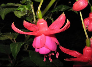 Un balcone verde e fucsia 1584 0 un_balcone_verde_e_fucsia