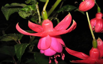 Un balcone verde e fucsia 1584 0 un_balcone_verde_e_fucsia