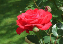 Potatura autunnale delle rose 1585 0 potatura_autunnale_delle_rose