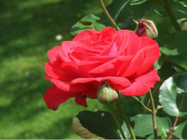 Potatura autunnale delle rose 1585 0 potatura_autunnale_delle_rose